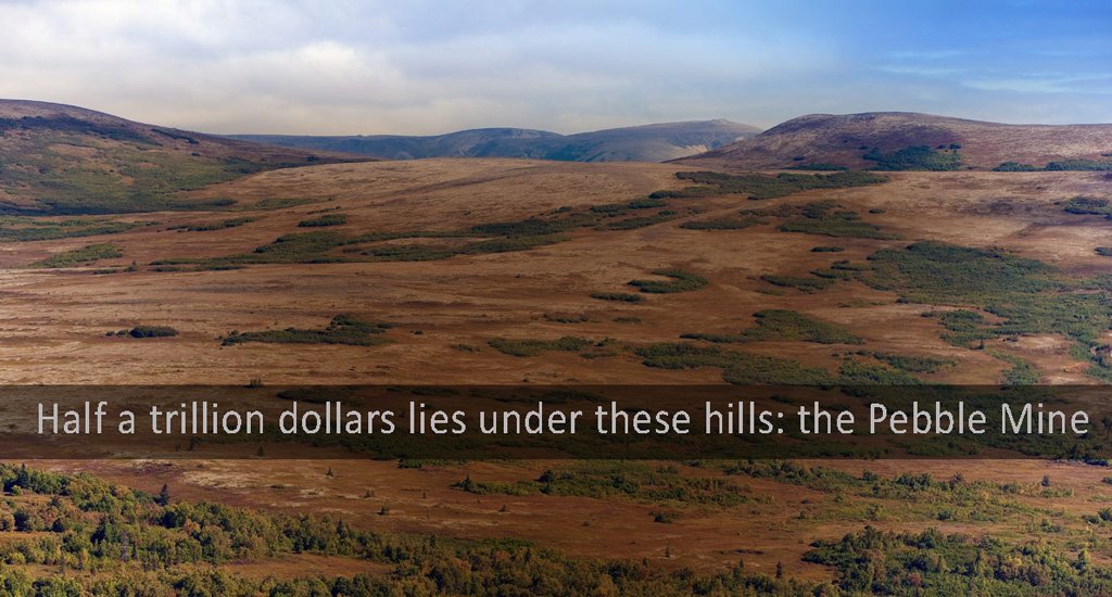 a half trillion dollars is just waiting to be harvested form the Pebble Mine