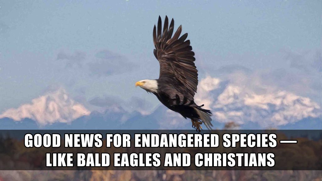 Good news for endangered species — like Bald Eagles and Christians